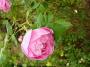 lysiane:plantes_du_jardin:roses:p1220420_la_r_v.jpg