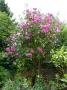 lysiane:plantes_du_jardin:roses:p1220444.jpg