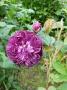 lysiane:plantes_du_jardin:roses:p1220460.jpg