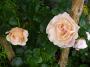 lysiane:plantes_du_jardin:roses:p1220487.jpg