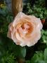 lysiane:plantes_du_jardin:roses:p1220488.jpg