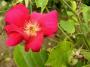 lysiane:plantes_du_jardin:roses:p1220525.jpg