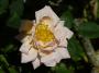 lysiane:plantes_du_jardin:roses:p1220526.jpg