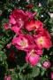 lysiane:plantes_du_jardin:roses:p1220564.jpg