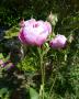 lysiane:plantes_du_jardin:roses:p1220580.jpg