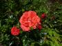 lysiane:plantes_du_jardin:roses:p1220581.jpg