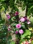 lysiane:plantes_du_jardin:roses:p1220589.jpg