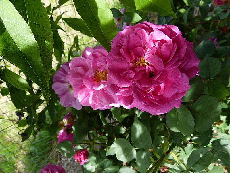p1220590.jpg