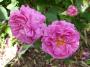 lysiane:plantes_du_jardin:roses:p1220593.jpg