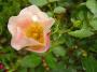lysiane:plantes_du_jardin:roses:p1220596_b.jpg