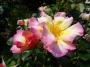 lysiane:plantes_du_jardin:roses:p1220601.jpg