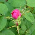 p1220670_r_de_r.jpg