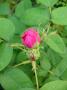 lysiane:plantes_du_jardin:roses:p1220670_r_de_r.jpg