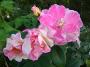 lysiane:plantes_du_jardin:roses:p1220704.jpg