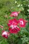 lysiane:plantes_du_jardin:roses:p1220713.jpg