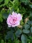 lysiane:plantes_du_jardin:roses:p1220756.jpg
