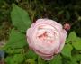 lysiane:plantes_du_jardin:roses:p1220767_mme_p_o.jpg