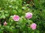 lysiane:plantes_du_jardin:roses:p1220785.jpg
