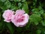 lysiane:plantes_du_jardin:roses:p1220787.jpg