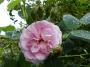 lysiane:plantes_du_jardin:roses:p1220788.jpg