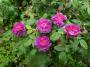 lysiane:plantes_du_jardin:roses:p1220802.jpg