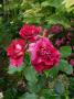 lysiane:plantes_du_jardin:roses:p1220805.jpg