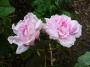 lysiane:plantes_du_jardin:roses:p1220806.jpg