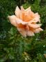 lysiane:plantes_du_jardin:roses:p1220809.jpg
