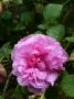lysiane:plantes_du_jardin:roses:p1220869.jpg