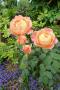 lysiane:plantes_du_jardin:roses:p1220932.jpg