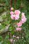 lysiane:plantes_du_jardin:roses:p1220943.jpg