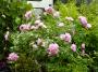lysiane:plantes_du_jardin:roses:p1220966.jpg