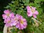 lysiane:plantes_du_jardin:roses:p1220981.jpg