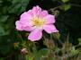 lysiane:plantes_du_jardin:roses:p1220982.jpg