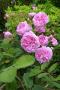 lysiane:plantes_du_jardin:roses:p1230001.jpg