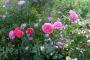 lysiane:plantes_du_jardin:roses:p1230015.jpg