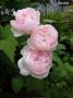 lysiane:plantes_du_jardin:roses:p1230028.jpg