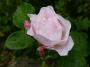 lysiane:plantes_du_jardin:roses:p1230030.jpg