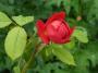 lysiane:plantes_du_jardin:roses:p1230031.jpg