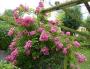 lysiane:plantes_du_jardin:roses:p1230032.jpg