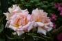 lysiane:plantes_du_jardin:roses:p1230034.jpg