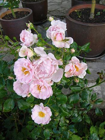 p1230160_lovely.jpg