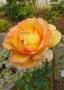 lysiane:plantes_du_jardin:roses:p1230231_jules_verne.jpg