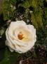 lysiane:plantes_du_jardin:roses:p1230393_elvis.jpg