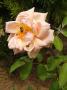 lysiane:plantes_du_jardin:roses:p1230478_g_n.jpg