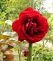 lysiane:plantes_du_jardin:roses:p1230799_that_jazz.jpg