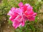 lysiane:plantes_du_jardin:roses:p1230828_guy_savoie.jpg