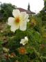 lysiane:plantes_du_jardin:roses:p1230837_golden_wing.jpg