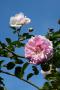 lysiane:plantes_du_jardin:roses:p1230868.jpg