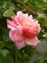 lysiane:plantes_du_jardin:roses:p1230872_paul_noel.jpg